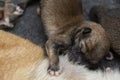 Close-up of a Newborn Shiba Inu puppy. Japanese Shiba Inu dog. Beautiful shiba inu puppy color brown and mom. 1 day old Royalty Free Stock Photo