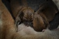 Close-up of a Newborn Shiba Inu puppy. Japanese Shiba Inu dog. Beautiful shiba inu puppy color brown and mom. 1 day old. Baby Royalty Free Stock Photo