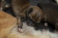 Close-up of a Newborn Shiba Inu puppy. Japanese Shiba Inu dog. Beautiful shiba inu puppy color brown and mom. 1 day old. Baby Royalty Free Stock Photo