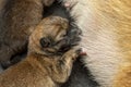 Close-up of a Newborn Shiba Inu puppy. Japanese Shiba Inu dog. Beautiful shiba inu puppy color brown and mom. Dogs are eating milk Royalty Free Stock Photo