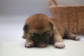 Close-up of a Newborn Shiba Inu puppy. Japanese Shiba Inu dog. Dog Sleeping. Beautiful shiba inu puppy color brown and mom. 5 day Royalty Free Stock Photo