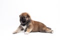 Close-up of a Newborn Shiba Inu puppy. Japanese Shiba Inu dog. B