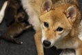 Close-up of a Newborn Shiba Inu puppy. Japanese Shiba Inu dog. Beautiful shiba inu puppy color brown and mom. 1 day old. Baby Royalty Free Stock Photo