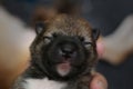 Close-up of a Newborn Shiba Inu puppy. Japanese Shiba Inu dog. Beautiful shiba inu puppy color brown and mom. 5 day old. Puppy on Royalty Free Stock Photo