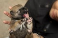 Close-up of a Newborn Shiba Inu puppy. Japanese Shiba Inu dog. B Royalty Free Stock Photo