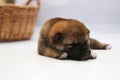 Close-up of a Newborn Shiba Inu puppy. Japanese Shiba Inu dog. Beautiful shiba inu puppy color brown and mom. 5 day old. Puppy on Royalty Free Stock Photo