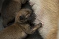 Close-up of a Newborn Shiba Inu puppy. Japanese Shiba Inu dog.