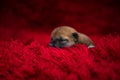 Close-up of a Newborn Shiba Inu puppy. Japanese Shiba Inu dog. Beautiful shiba inu puppy color brown on red carpet. 7 day old