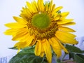 Close up of newly blooming sunflowers