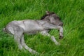 Close up of a newly born Icelandic horse foal sleeping in green grass Royalty Free Stock Photo