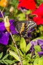 Eastern Black Swallowtail Butterfly Royalty Free Stock Photo