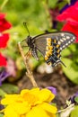 Eastern Black Swallowtail Butterfly Royalty Free Stock Photo