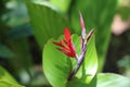 Close up of the newly emerging Torch Ginger flower buds