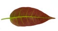 Close up of newly growing Banyan tree leaf isolated on white background