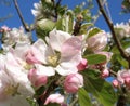 Close up of newly opened apple blossom in sunlight