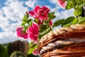 Close-up of a newly planted hanging basket. Royalty Free Stock Photo