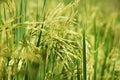 Close up newly planted paddy rice fields in the countryside of Thailand