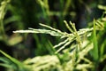 Close up newly planted paddy rice fields in the countryside of Thailand