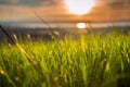 Close up of newly sprouted blades of grass