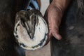 Trimmed hoof with abscess
