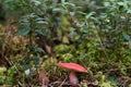 Close-up of a nice blood-red russula under lingonberry sprigs.