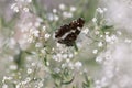 Nice butterfly on white summer flowers in field