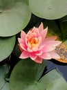 Close up of a nice fresh pink Lotus flower Royalty Free Stock Photo