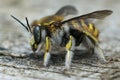 Close up of a female Wool carder bee ,Anthidium manicatum, from Gard, France