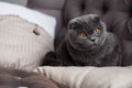 Close Up Of Nice Little Grey Kitten On Sofa