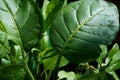 Close up of Nicotiana rustica leaves Royalty Free Stock Photo