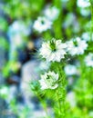 Close up of Nigella damascena with white flowers Royalty Free Stock Photo