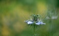 Nigella flower, also known as Love in a Mist, which has medicinal properties, photographed in London UK Royalty Free Stock Photo