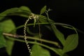 Close up shot of a climber plant
