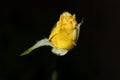 Close up shot of a yellow rose bud Royalty Free Stock Photo