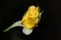 Close up shot of a yellow rose bud Royalty Free Stock Photo