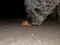 Close up of nighttime encounter with a  dog encounter and a common toad Bufo bufo Royalty Free Stock Photo