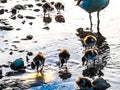 Close-up of a Nil goose family, couple with 7 new born babies dining in the water front of the river Rhein in Cologne on the water