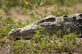 Close-up of Nile crocodile asleep among bushes