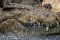 Close-up of Nile crocodile in choppy water Royalty Free Stock Photo