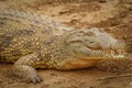 Close up Nile Crocodile  Crocodylus niloticus at the Kazinga Channel, Queen Elizabeth National Park, Uganda. Royalty Free Stock Photo