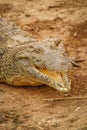 Close up Nile Crocodile  Crocodylus niloticus at the Kazinga Channel, Queen Elizabeth National Park, Uganda. Royalty Free Stock Photo