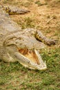 Close up Nile Crocodile  Crocodylus niloticus at the Kazinga Channel, Queen Elizabeth National Park, Uganda. Royalty Free Stock Photo