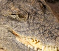 Close-up of a Nile crocodile with its toothy mouth ajar looking at the viewer
