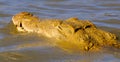 Close-up of Nile crocodile swimming in lake in East Africa on sunny day Royalty Free Stock Photo