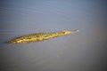 Close-up of Nile crocodile swimming in lake in East Africa on sunny day
