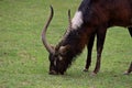 Close-up Nile lechwe Kobus megaceros male antelope Royalty Free Stock Photo