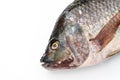 close up Nile tilapia fish isolated on white background Royalty Free Stock Photo