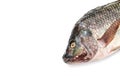 close up Nile tilapia fish isolated on white background Royalty Free Stock Photo