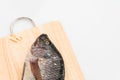 close up Nile tilapia fish isolated on white background Royalty Free Stock Photo