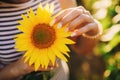 Close up no face female wearing summer dress holding a sunflower at her chest. beautiful manicure Royalty Free Stock Photo